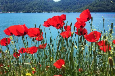 Close-up of poppies blooming in lake against sky
