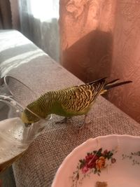 Close-up of butterfly on table at home