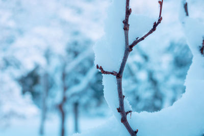 Close-up of snow covered tree