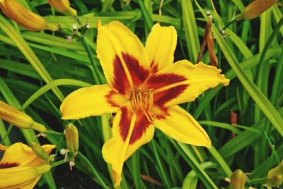 Close-up of fresh day lily blooming outdoors