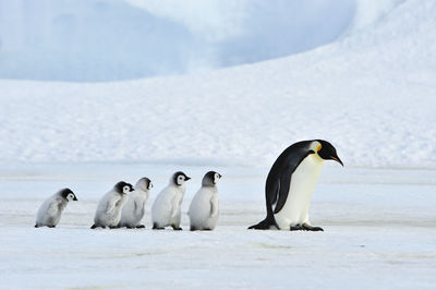 High angle view of penguins on snow