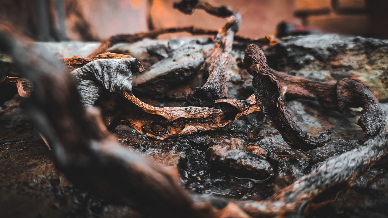 CLOSE-UP OF RUSTY METAL ON TREE