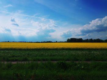 Scenic view of field against sky