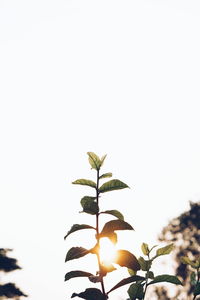 Low angle view of plant against clear sky