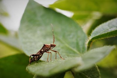 Close-up of insect on leaf