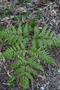 Close-up of leaves