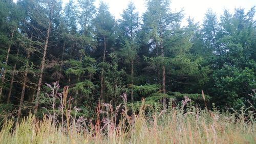 Trees in forest