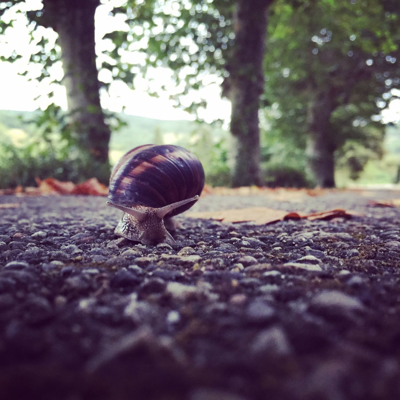 animal themes, one animal, nature, no people, animals in the wild, day, outdoors, tree, surface level, close-up, gastropod