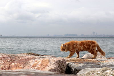 View of a cat on rock by sea against sky