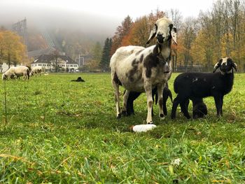 Horses grazing in a field