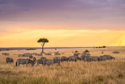 Zebras on grass against sky during sunset