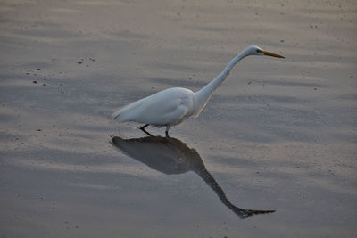 View of a bird on beach