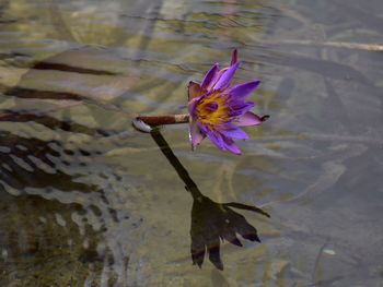 High angle view of lotus water lily in lake