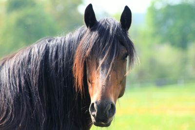 Close-up of horse