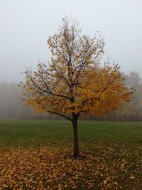 Tree on field against sky during autumn