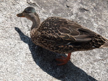 High angle view of bird