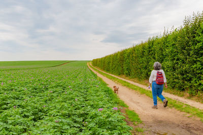 Rear view of mature woman walking with her dog on field against sky, dirt road, a potato farm field