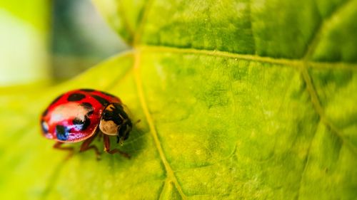 Close-up of ladybug on leaf