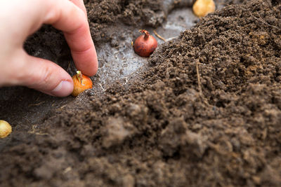 The hand plants the bulbs in the ground in the garden.springtime, garden plants, working on a 