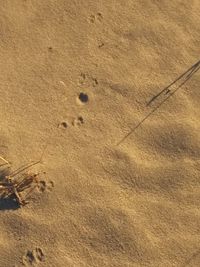 High angle view of footprints on sand