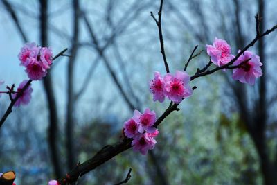 Close-up of cherry blossoms