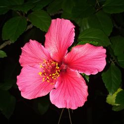 Close-up of pink hibiscus flower