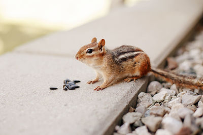 Chipmunk eating sunflower seeds. wild animal in nature outdoor.