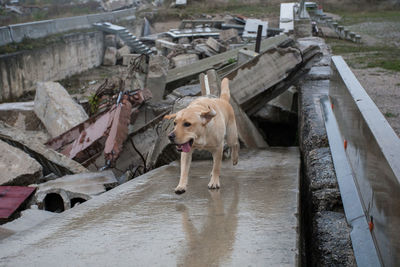 High angle view of dog standing on wood