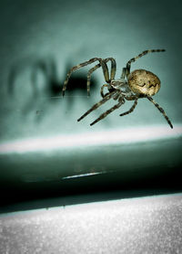 Close-up of spider