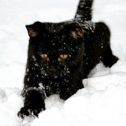 Black cat in snow