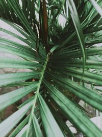 Full frame shot of palm tree leaves