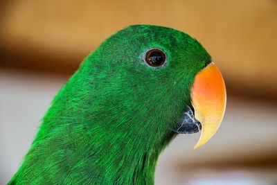 Close-up of parrot