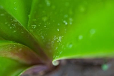 Close-up of wet plant leaves