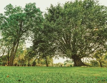 Trees on field against sky