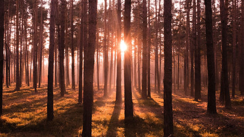 Sunlight streaming through trees in forest