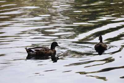 Ducks swimming in lake