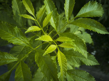 Close-up of fresh green leaves