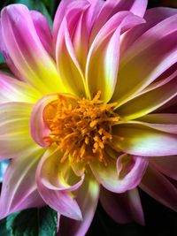 Close-up of pink flower
