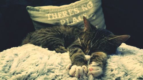 Cat sleeping on tiled floor
