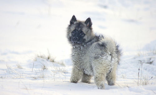 Portrait of keeshond on snowcapped field