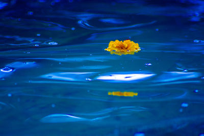 Close-up of yellow flowers blooming outdoors