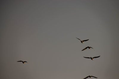 Low angle view of birds flying in sky