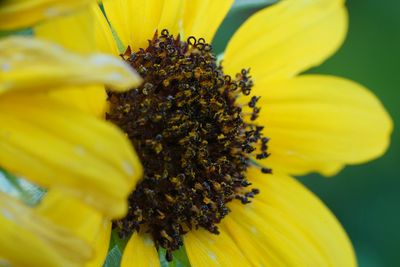 Macro shot of yellow flower