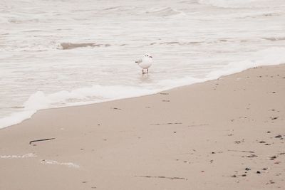 Seagulls on beach