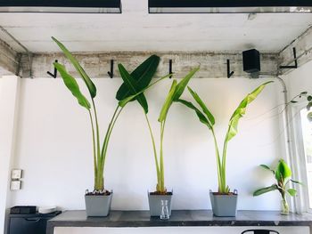 Potted plants on window sill at home