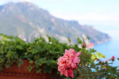 Close-up of flowers blooming against sky