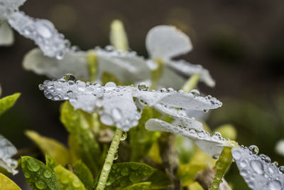 Close-up of raindrops on plant