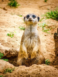 meerkat