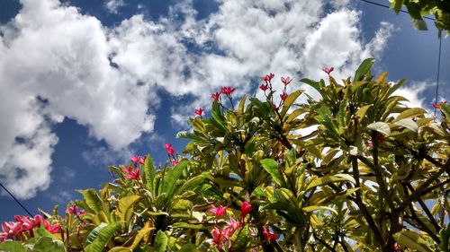 Low angle view of pink flowers