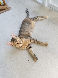 Portrait of cat lying on floor